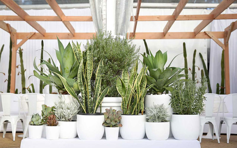 Plants On Hire
